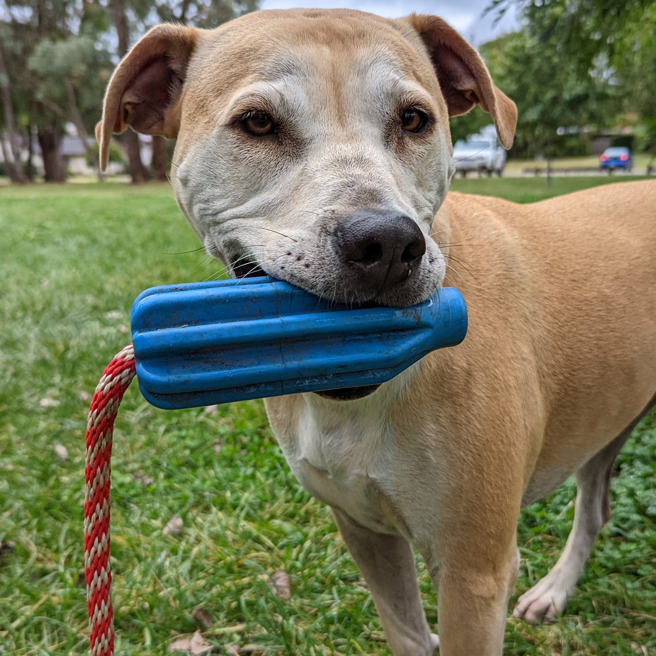 Rocket Pop Dental and Retrieving Toy-Dog Toy-Rover Pet Products