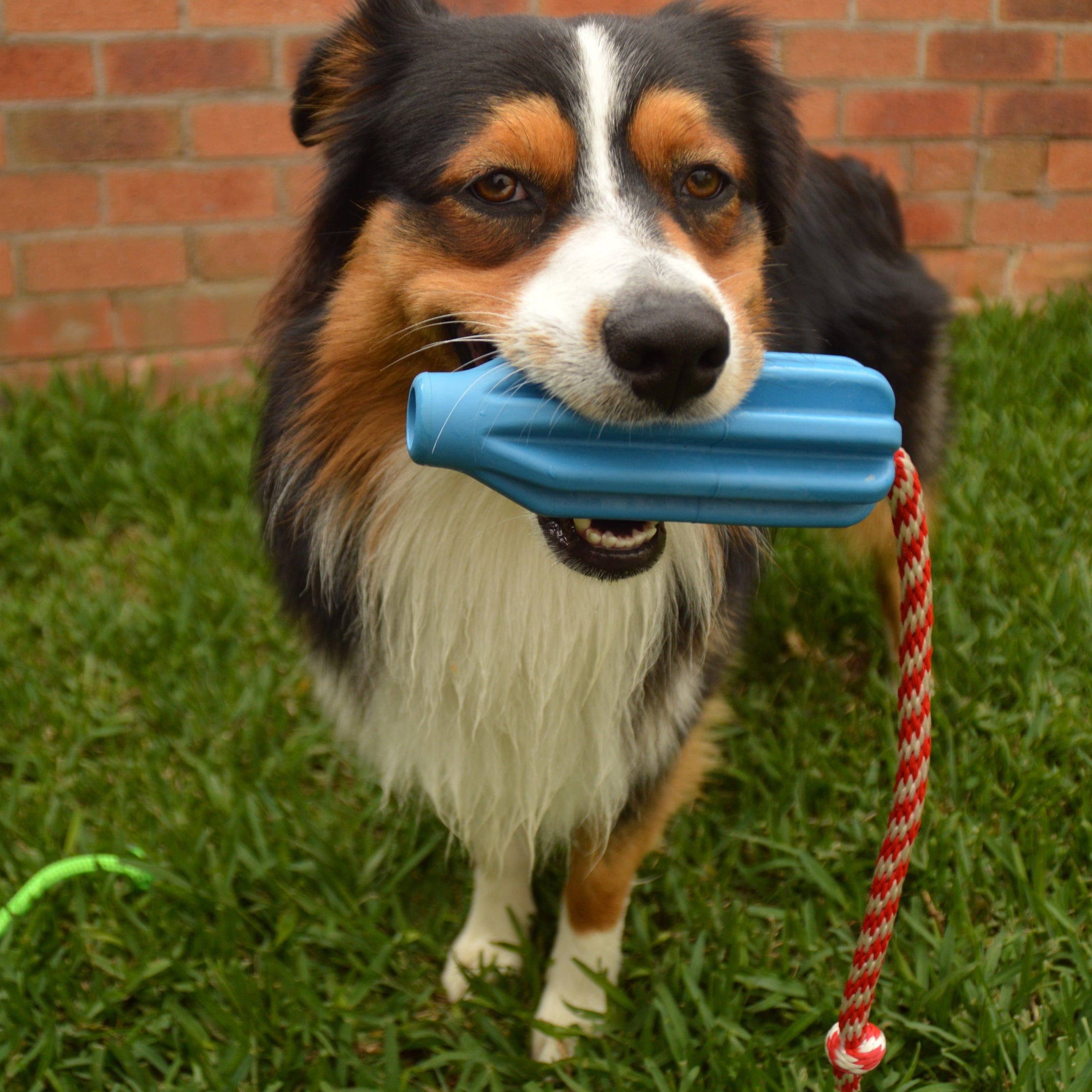 Rocket Pop Dental and Retrieving Toy-Dog Toy-Rover Pet Products