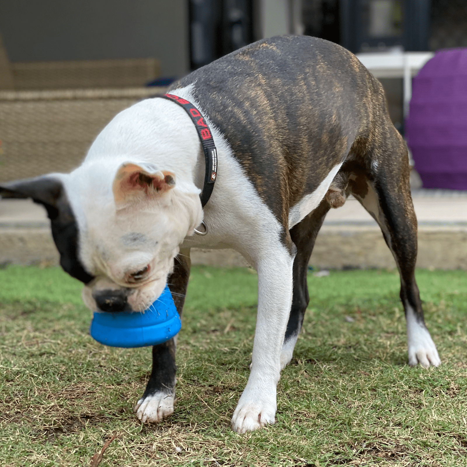 Space Capsule-Dog Toy-Rover Pet Products