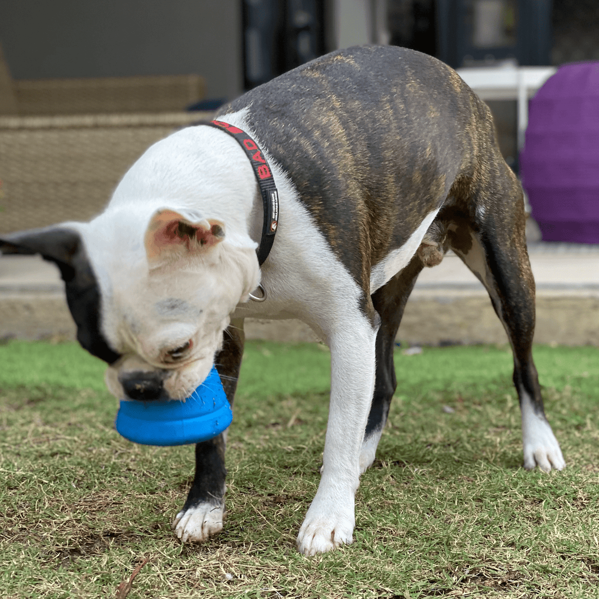 Space Capsule-Dog Toy-Rover Pet Products