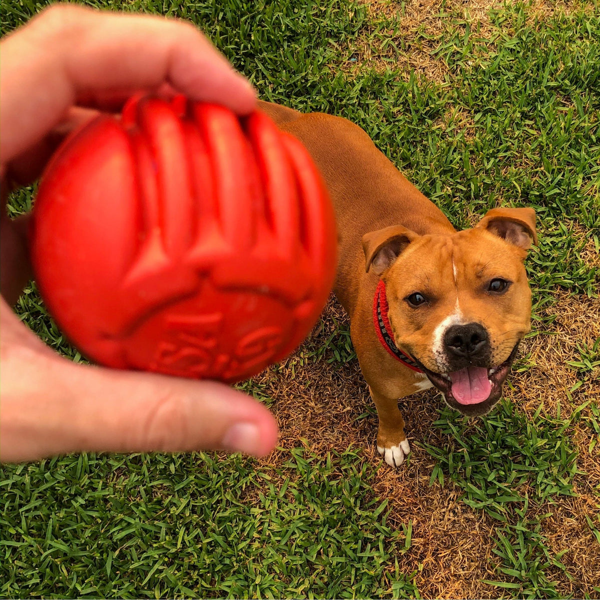 Stars & Stripes Ball-Dog Toy-Rover Pet Products