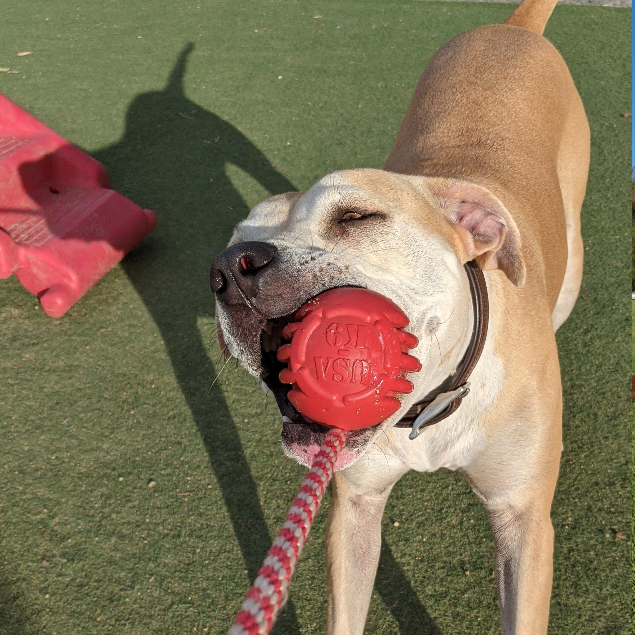 Stars & Stripes Ball Reward Toy-Dog Toy-Rover Pet Products