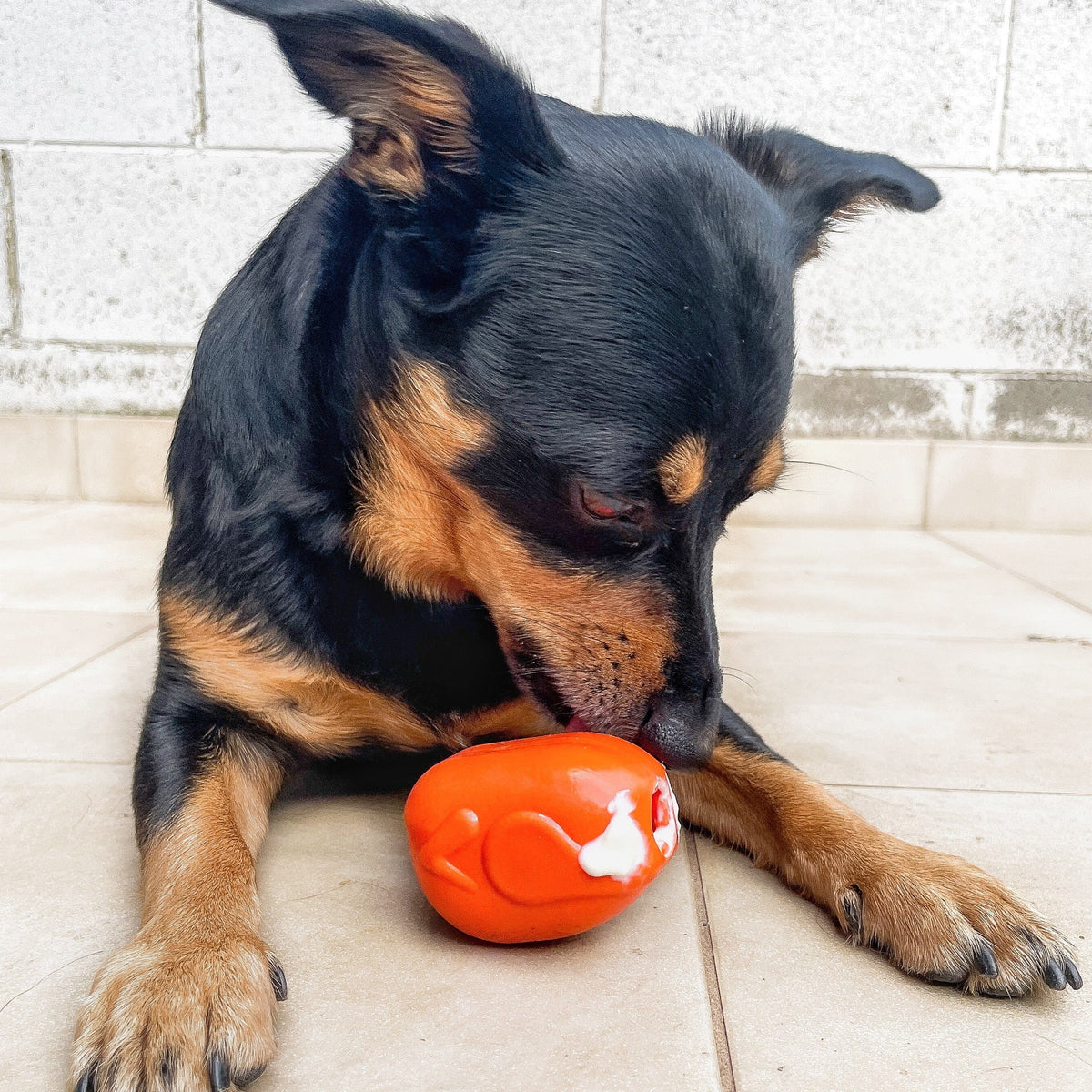 Turkey-Dog Toy-Rover Pet Products