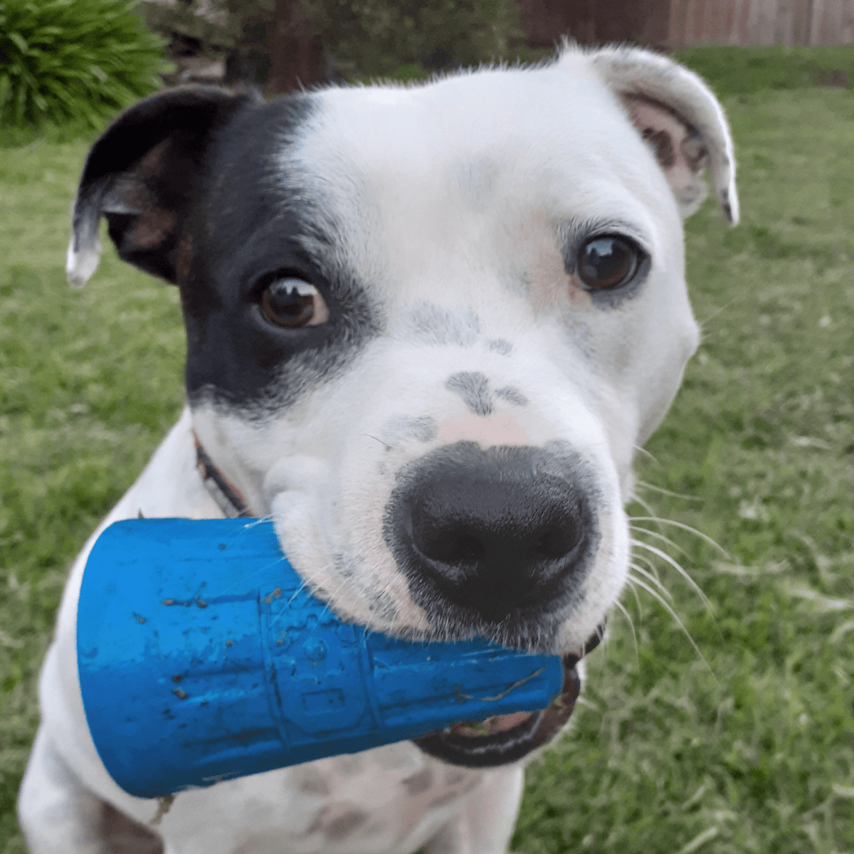 Wire Nut-Dog Toy-Rover Pet Products