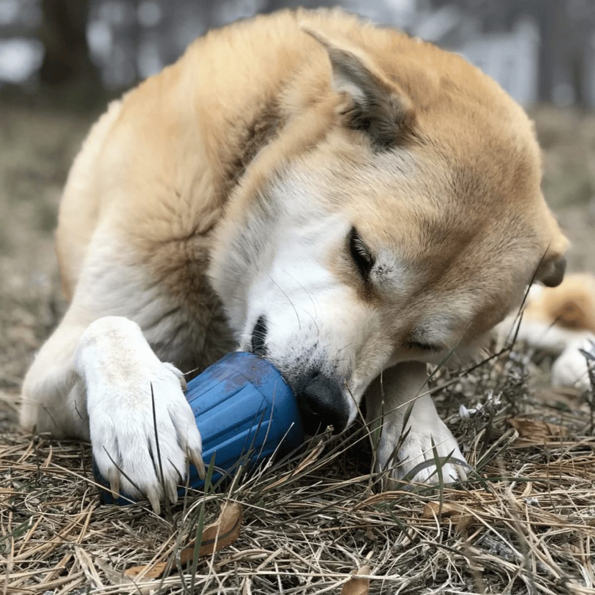 Wire Nut-Dog Toy-Rover Pet Products
