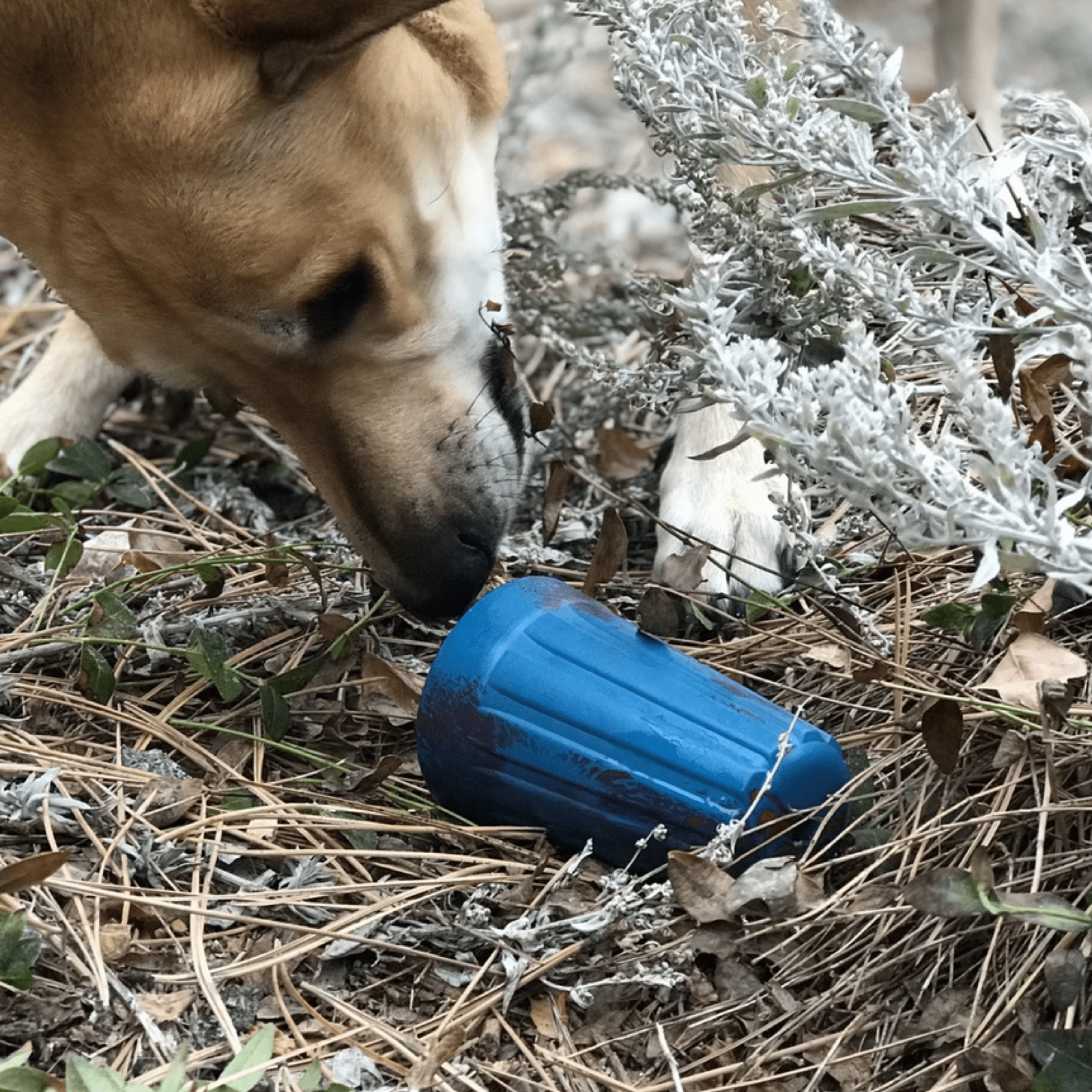 Wire Nut-Dog Toy-Rover Pet Products