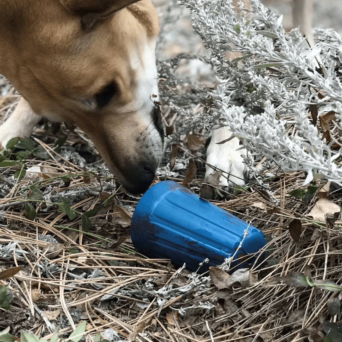 Wire Nut-Dog Toy-Rover Pet Products