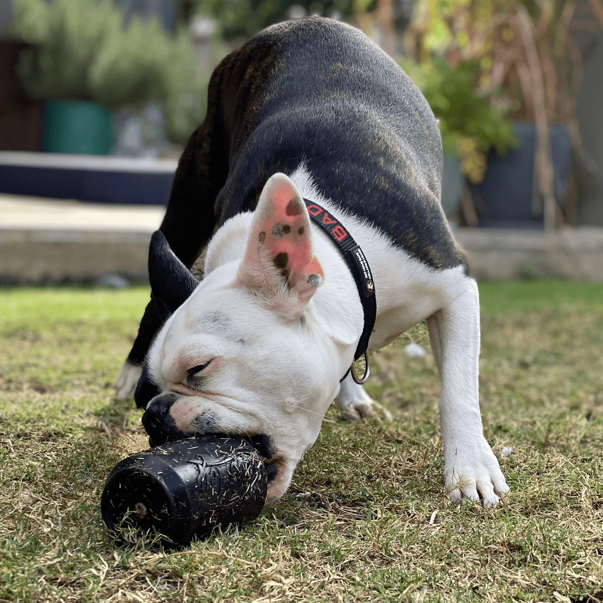 Magnum Can Toy (Power Chewers)-Dog Toy-Rover Pet Products