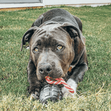Magnum Grenade Reward Toy (Power Chewers)-Dog Toy-Rover Pet Products