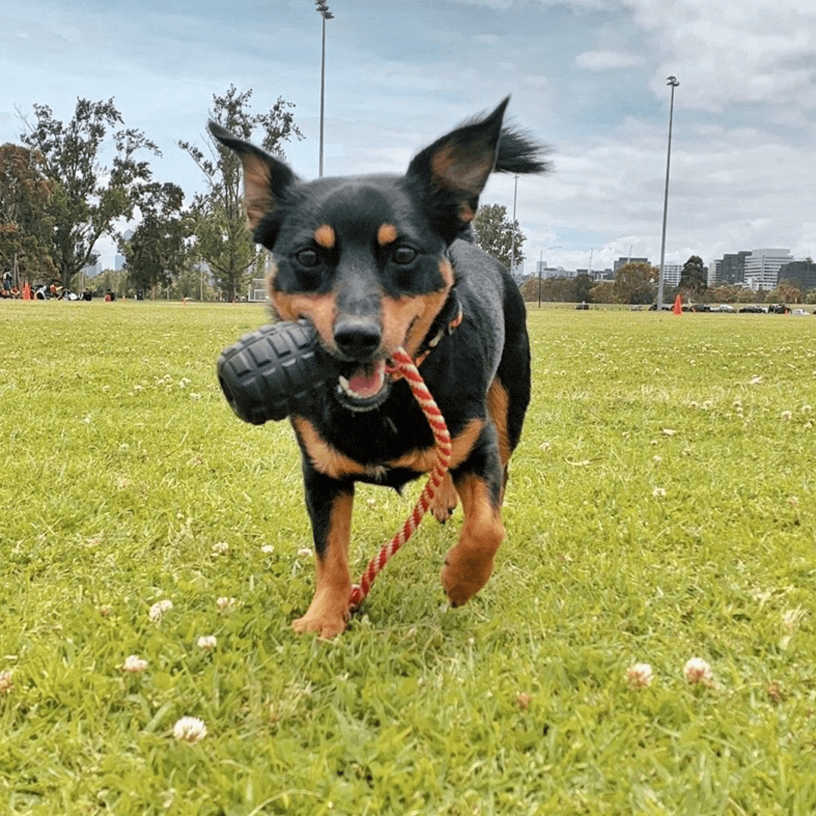 Magnum Grenade Reward Toy (Power Chewers)-Dog Toy-Rover Pet Products