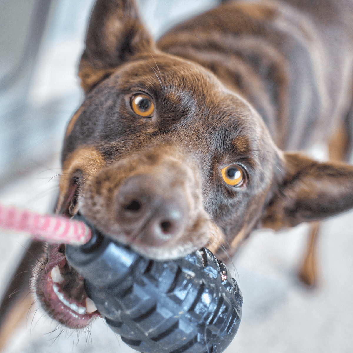 Magnum Grenade Reward Toy (Power Chewers)-Dog Toy-Rover Pet Products