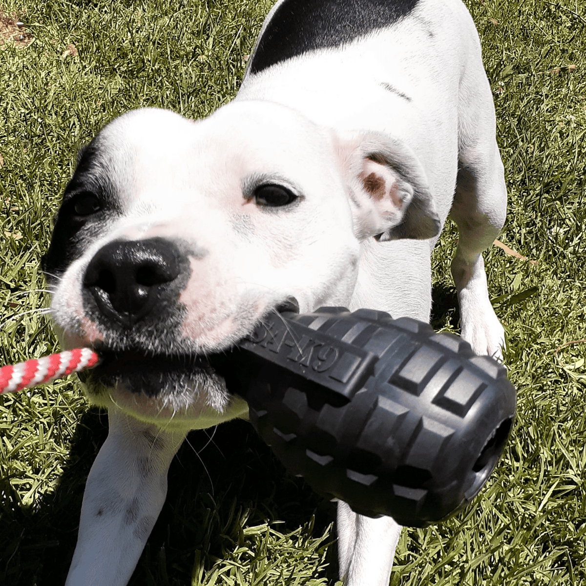 Magnum Grenade Reward Toy (Power Chewers)-Dog Toy-Rover Pet Products