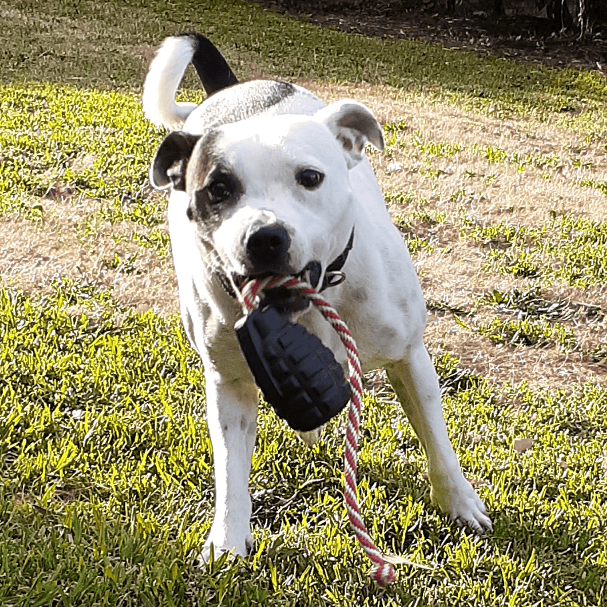 Magnum Grenade Reward Toy (Power Chewers)-Dog Toy-Rover Pet Products