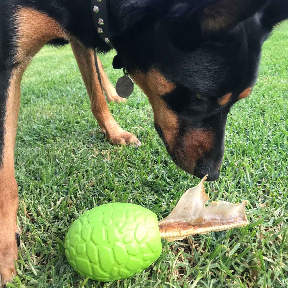 Dinosaur Egg-Dog Toy-Rover Pet Products