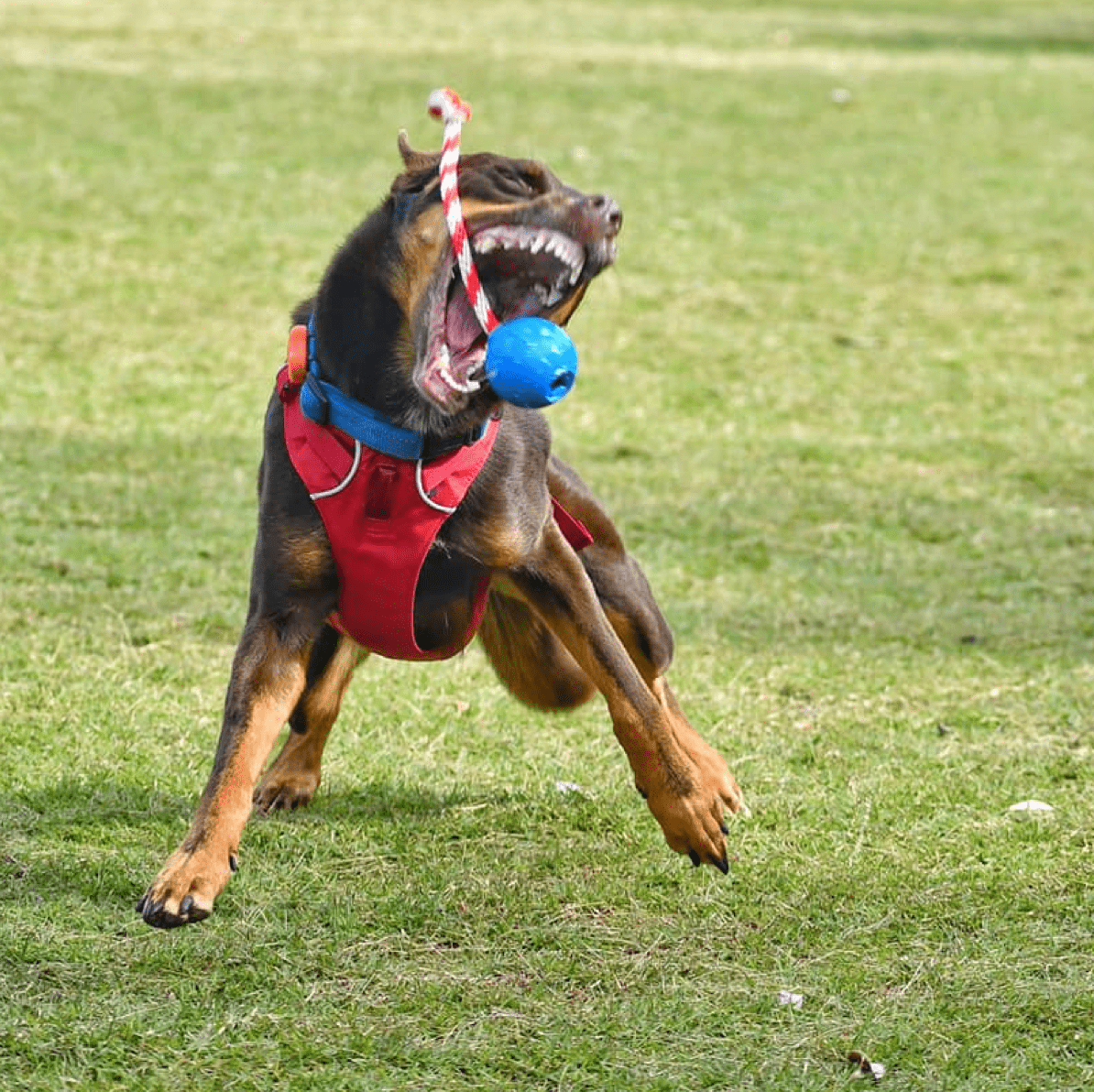 Cherry Bomb-Dog Toy-Rover Pet Products