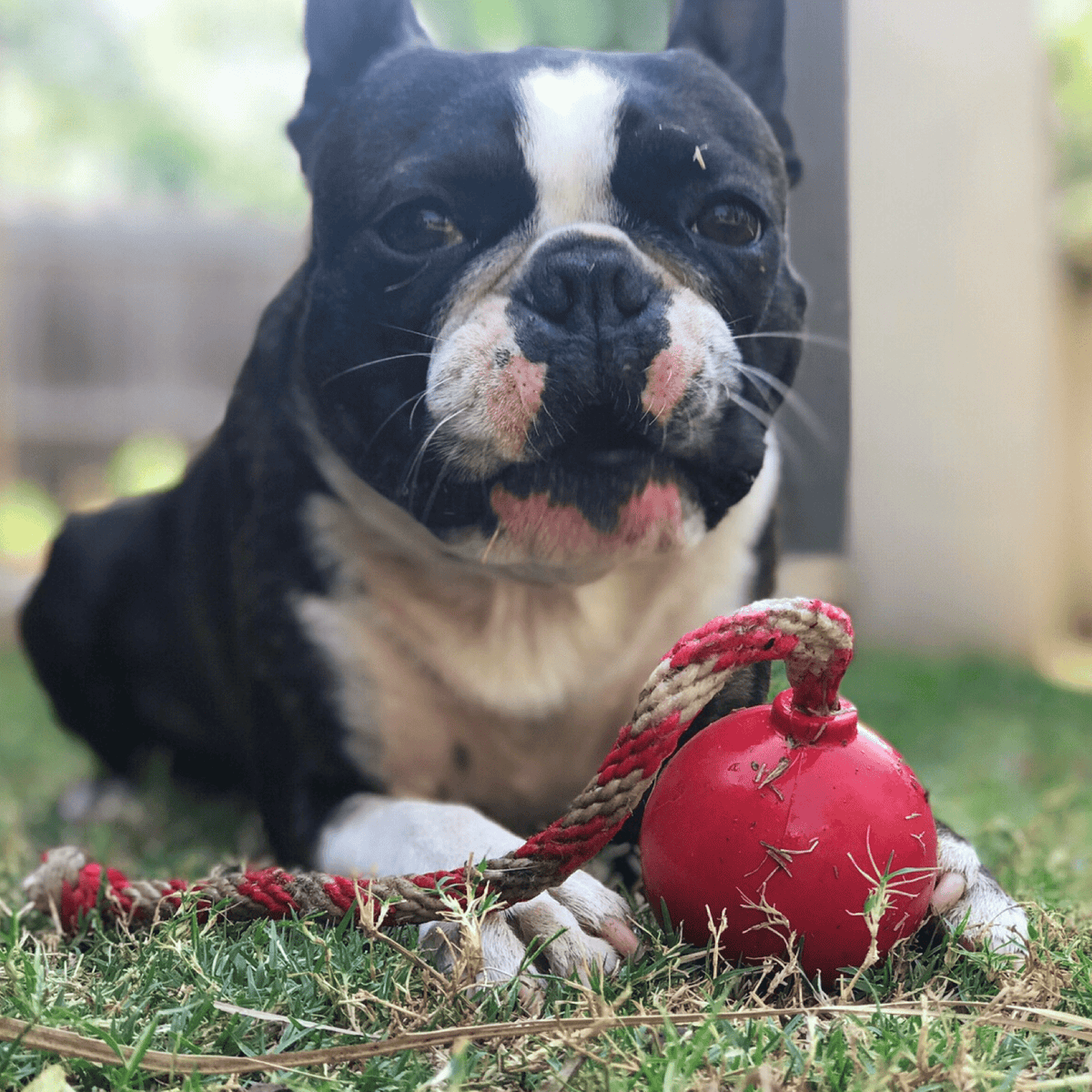 Cherry Bomb-Dog Toy-Rover Pet Products