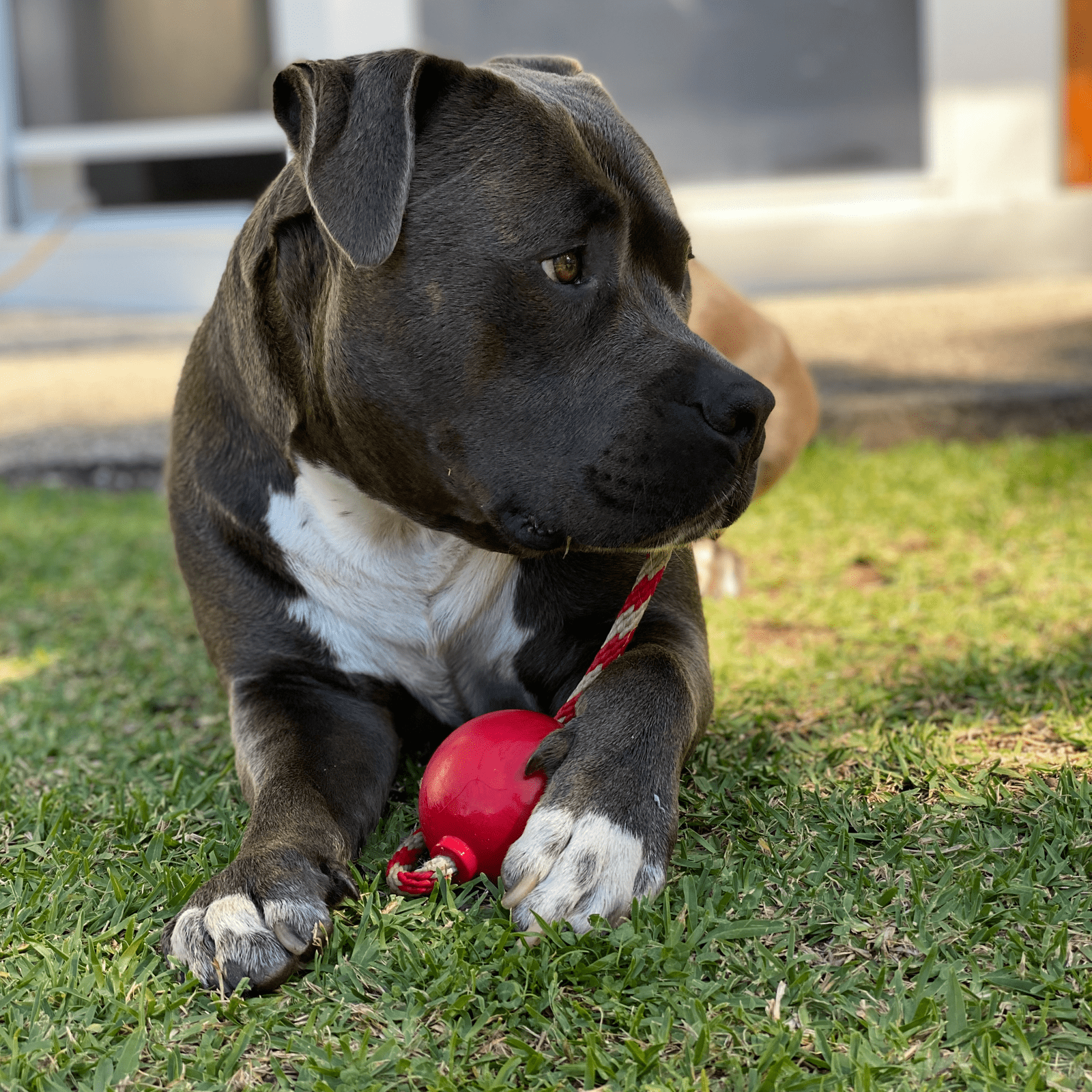 Cherry Bomb-Dog Toy-Rover Pet Products