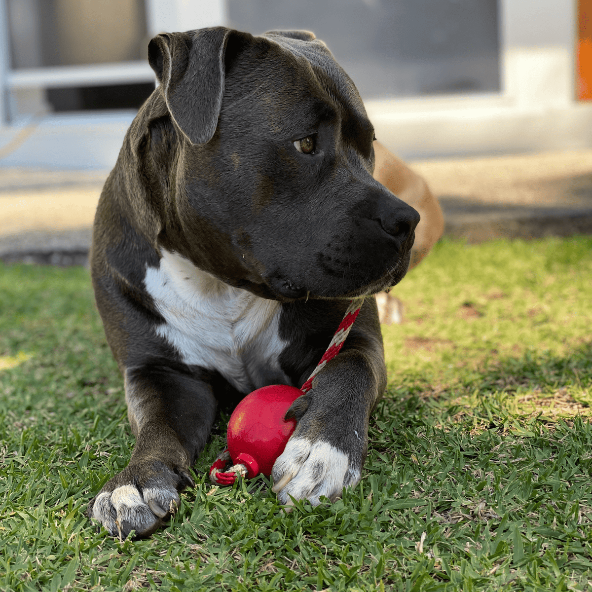 Cherry Bomb-Dog Toy-Rover Pet Products