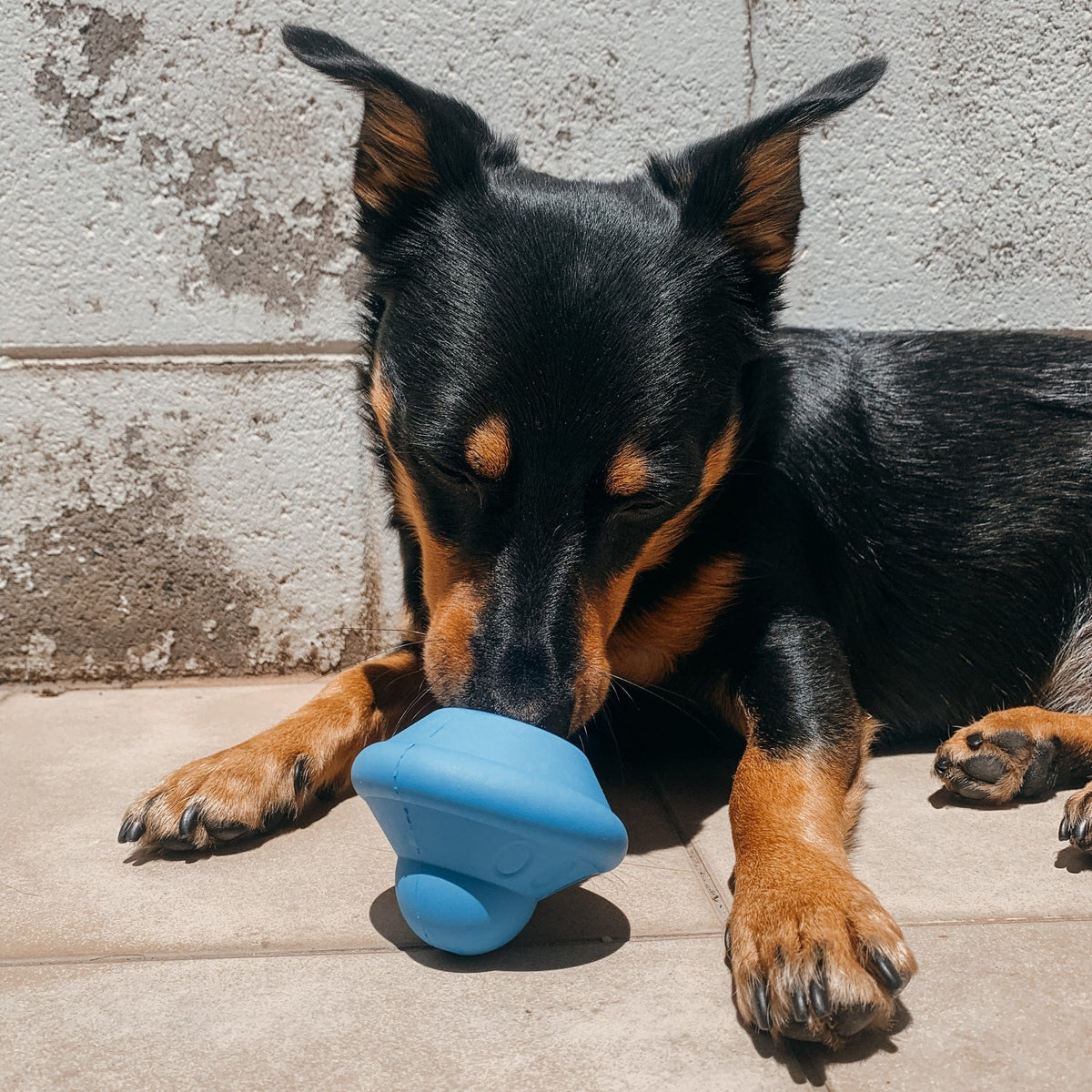 Flying Saucer-Dog Toy-Rover Pet Products