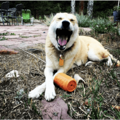 Can Toy-Dog Toy-Rover Pet Products