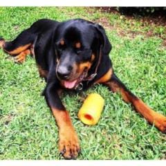 Can Toy-Dog Toy-Rover Pet Products