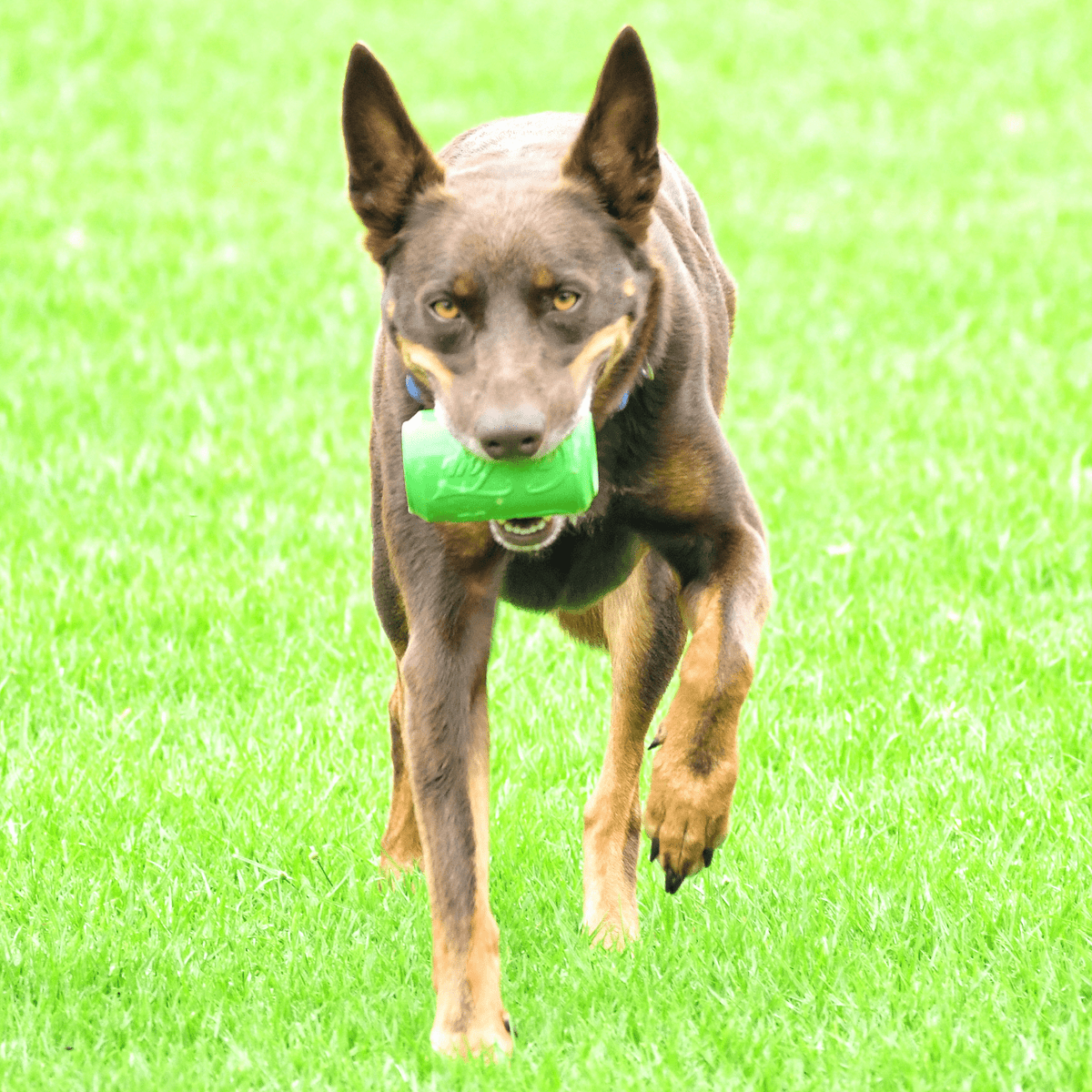 Can Toy-Dog Toy-Rover Pet Products