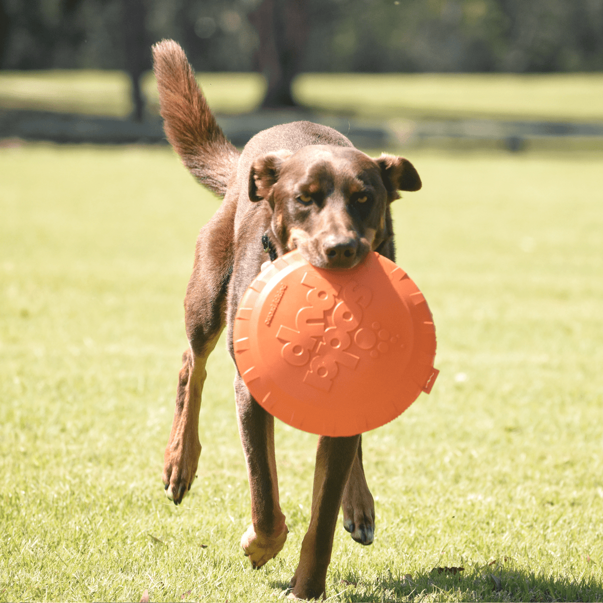 Original Bottle Top Flyers-Dog Toy-Rover Pet Products