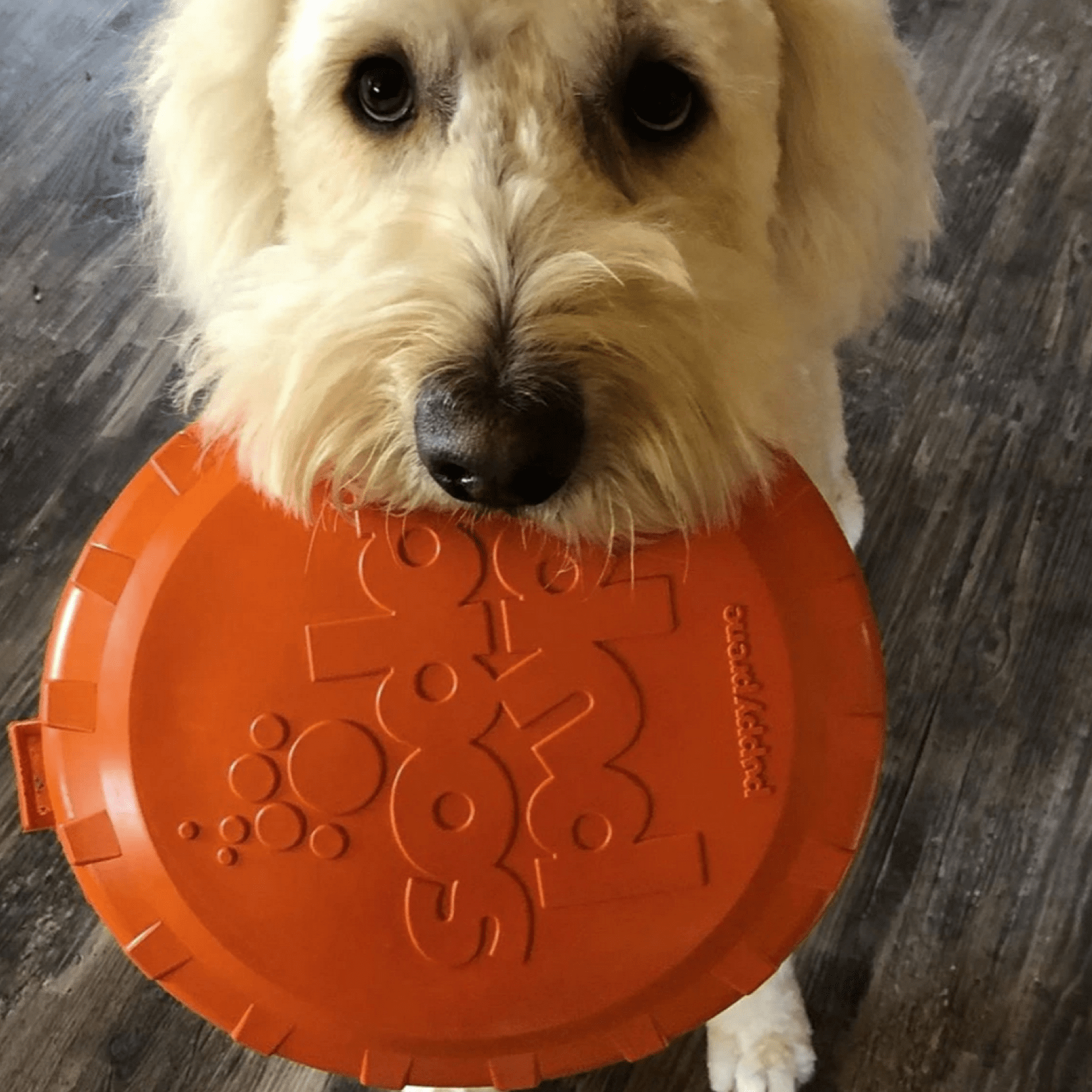 Original Bottle Top Flyers-Dog Toy-Rover Pet Products