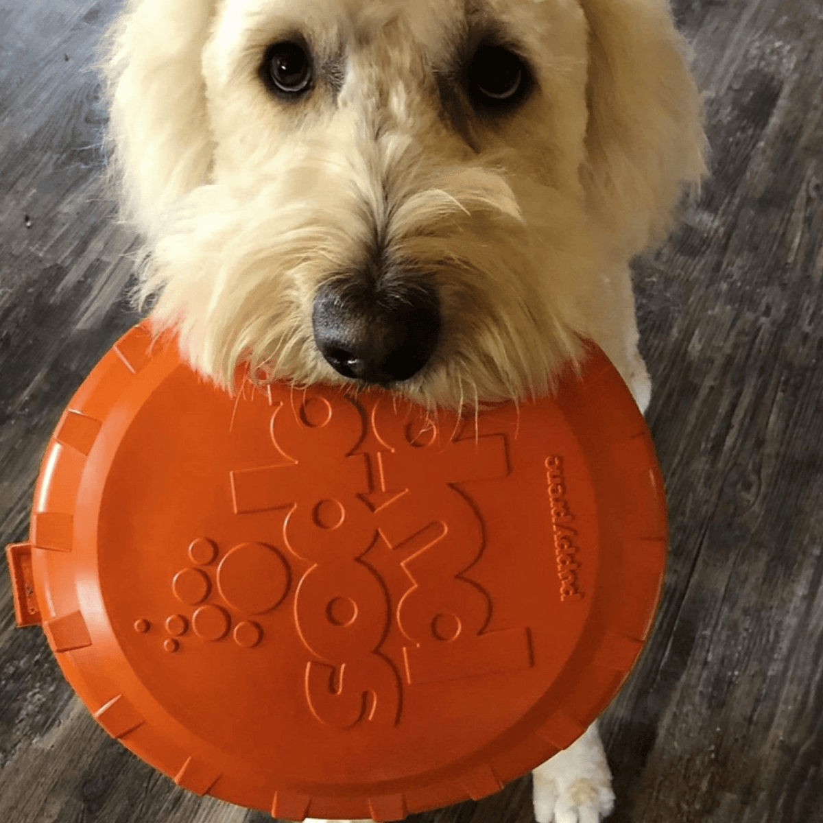 Original Bottle Top Flyers-Dog Toy-Rover Pet Products