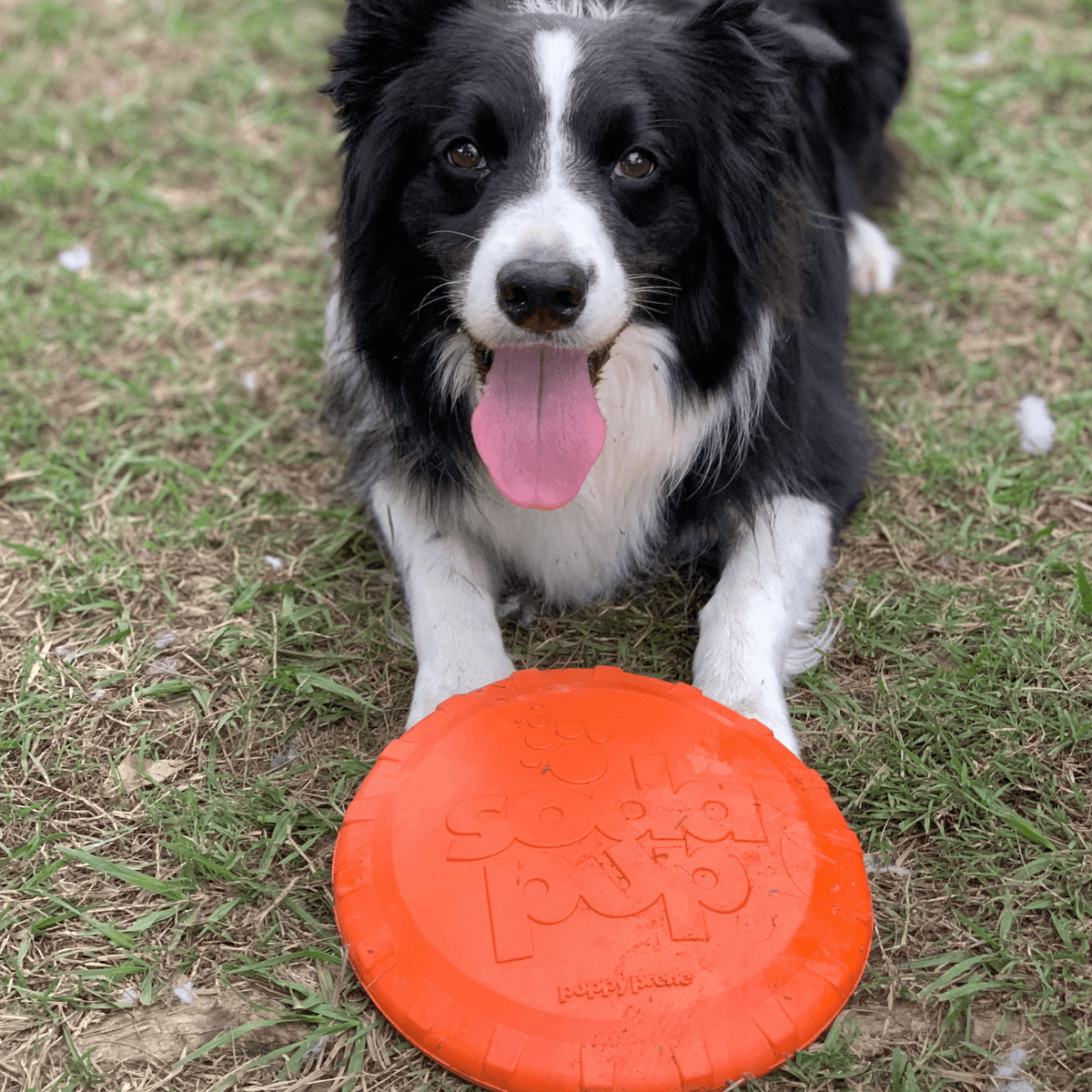 Original Bottle Top Flyers-Dog Toy-Rover Pet Products