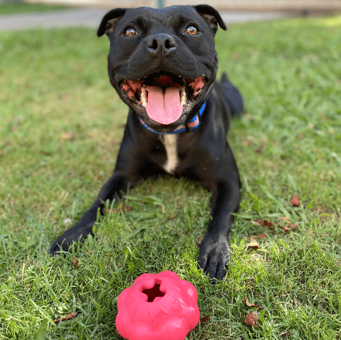 Pink Cupcake-Dog Toy-Rover Pet Products