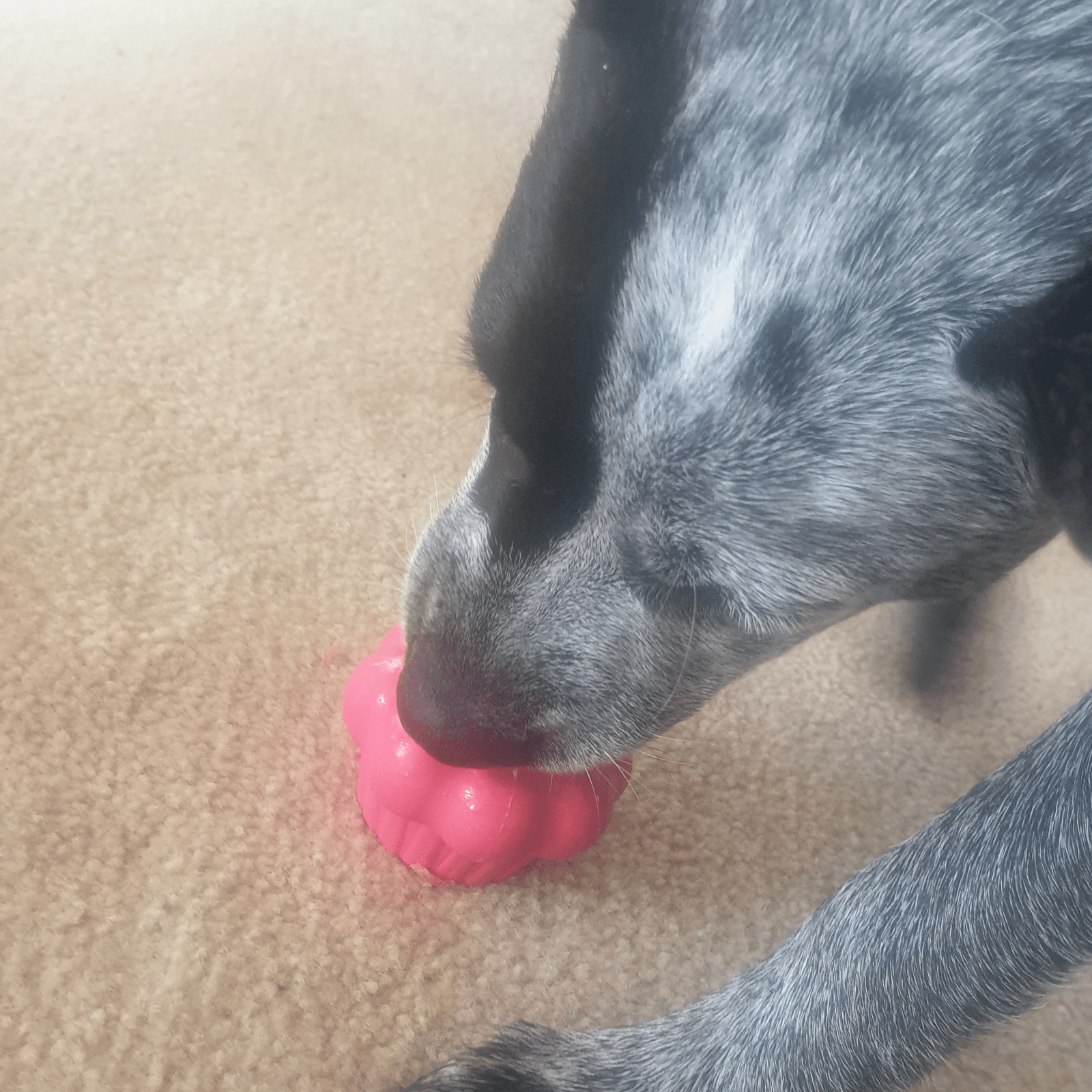 Pink Cupcake-Dog Toy-Rover Pet Products