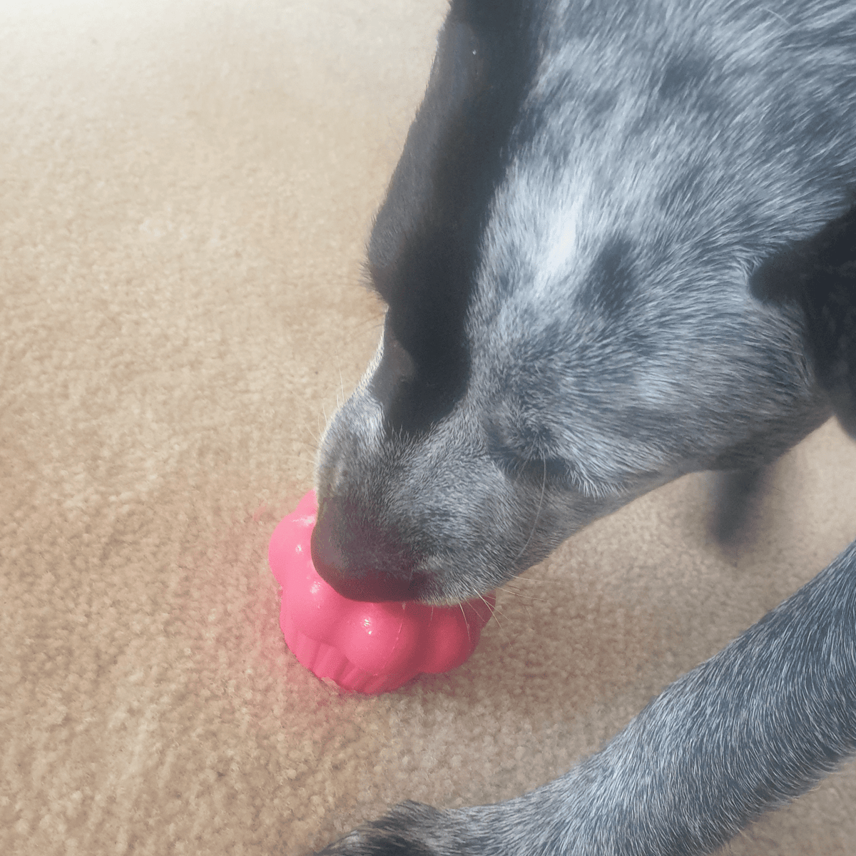 Pink Cupcake-Dog Toy-Rover Pet Products