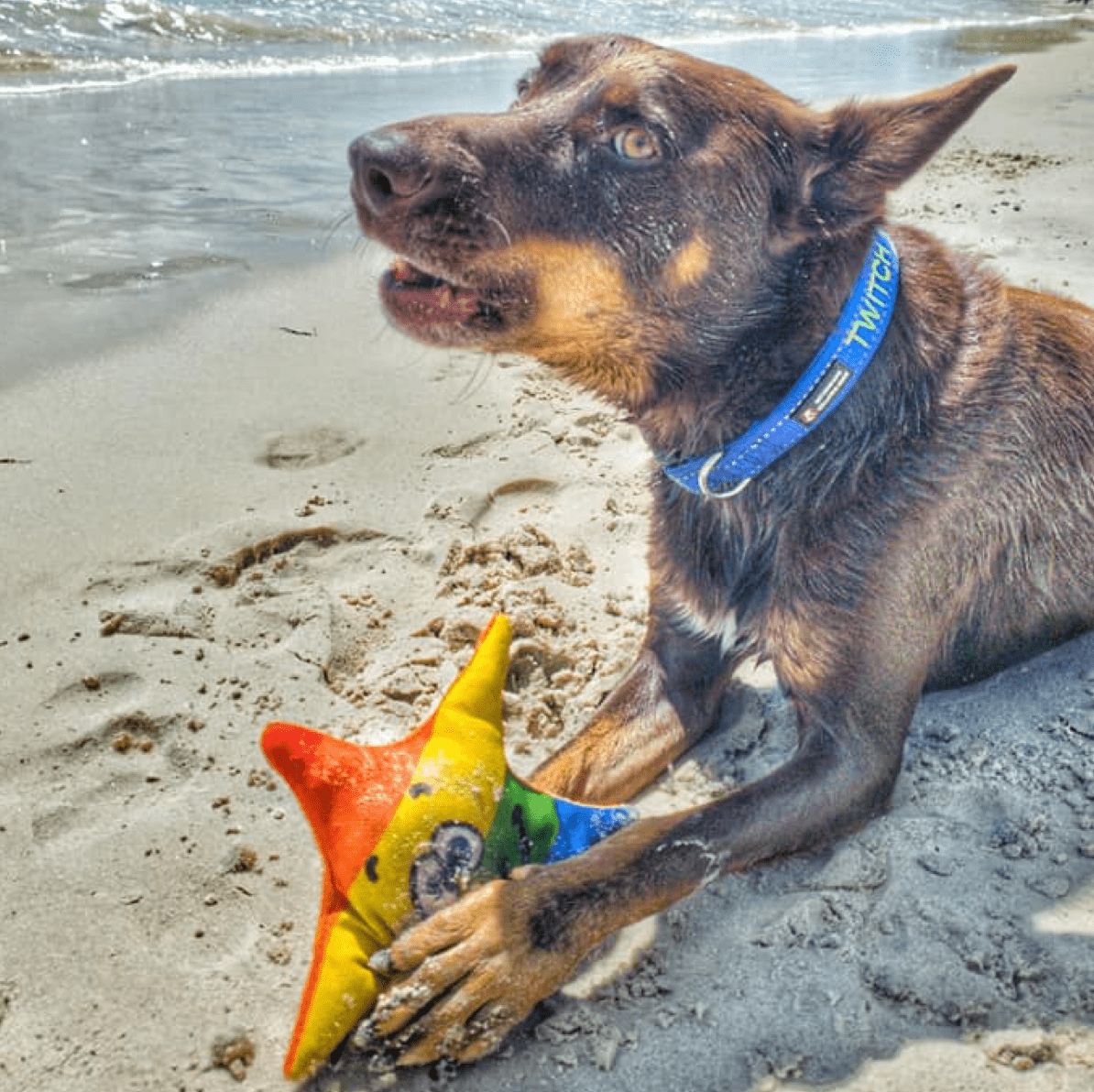 Rainbow Stanley The Starfish-Rover Pet Products