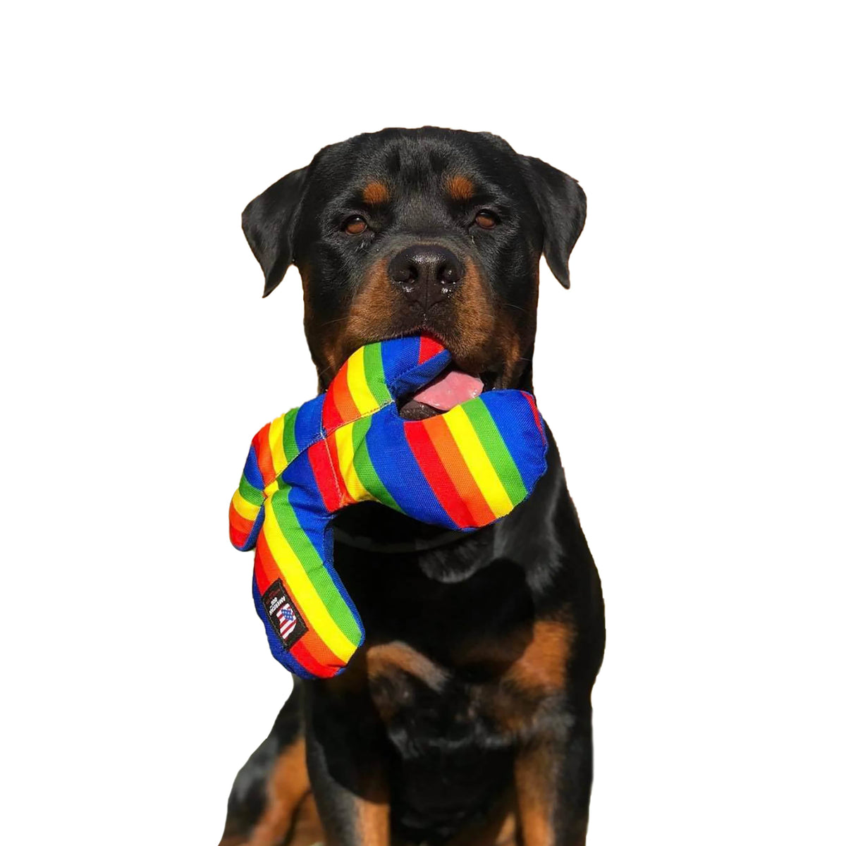 Rainbow Lucky Dog Star-Rover Pet Products