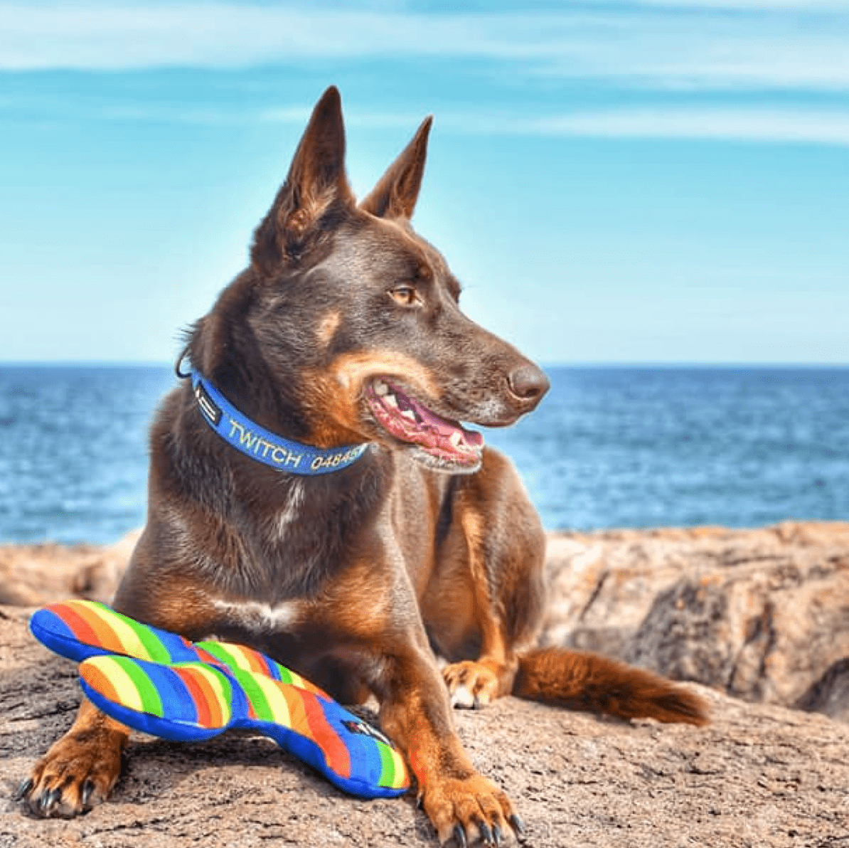 Rainbow Lucky Dog Star-Rover Pet Products