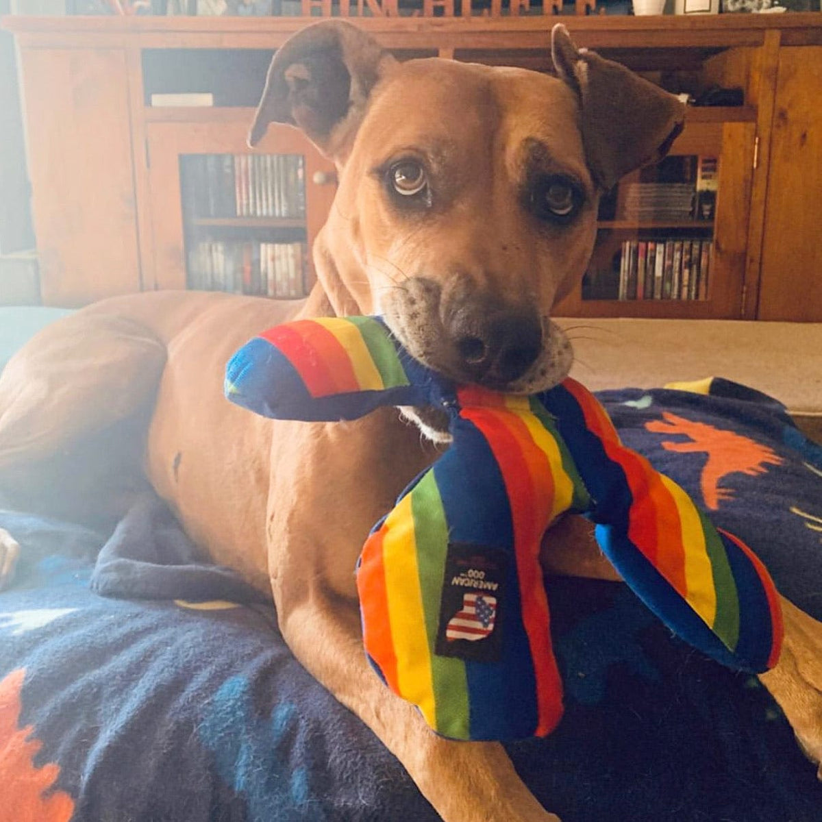 Rainbow Lucky Dog Star-Rover Pet Products