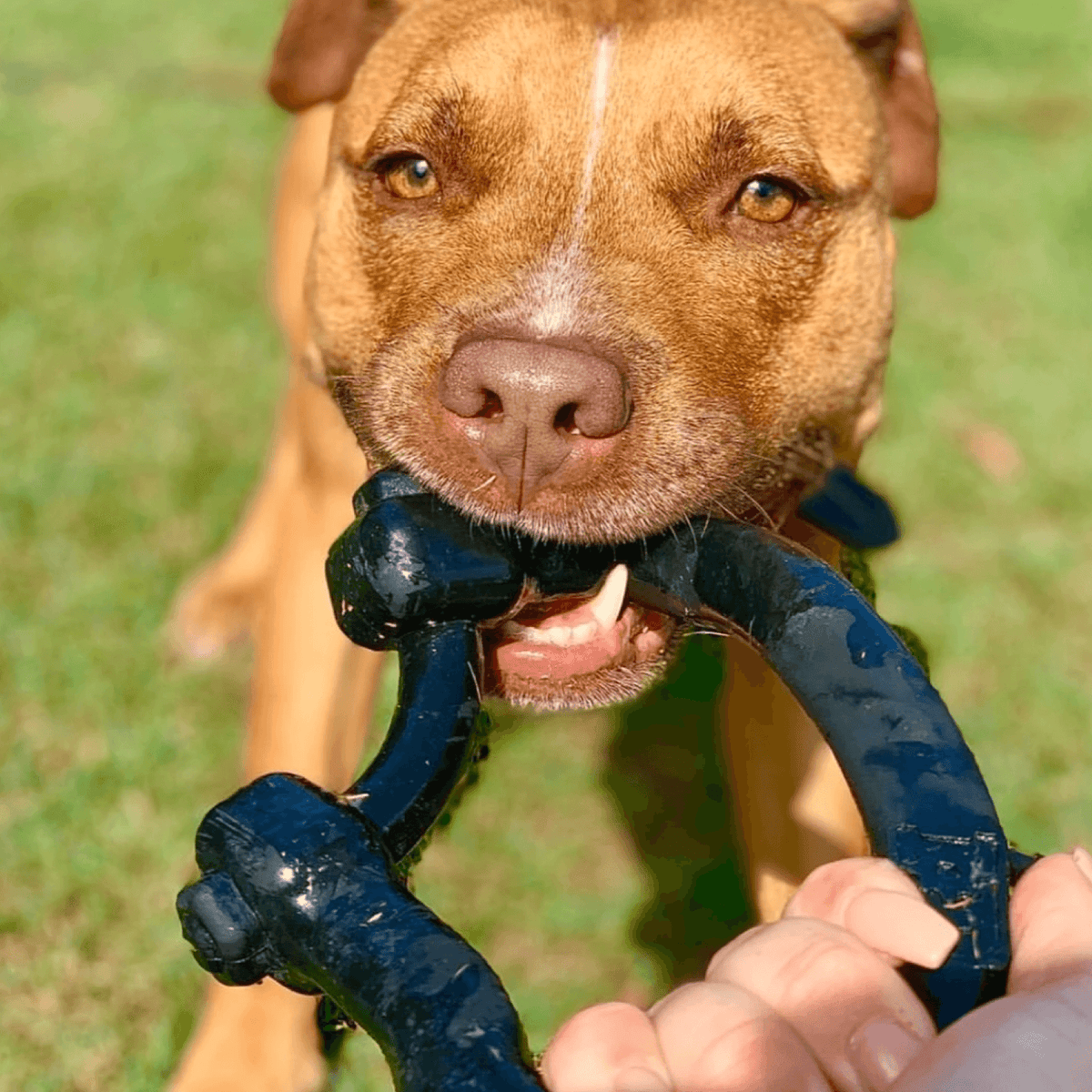 Anchor Shackle Tug Toy-Dog Toy-Rover Pet Products