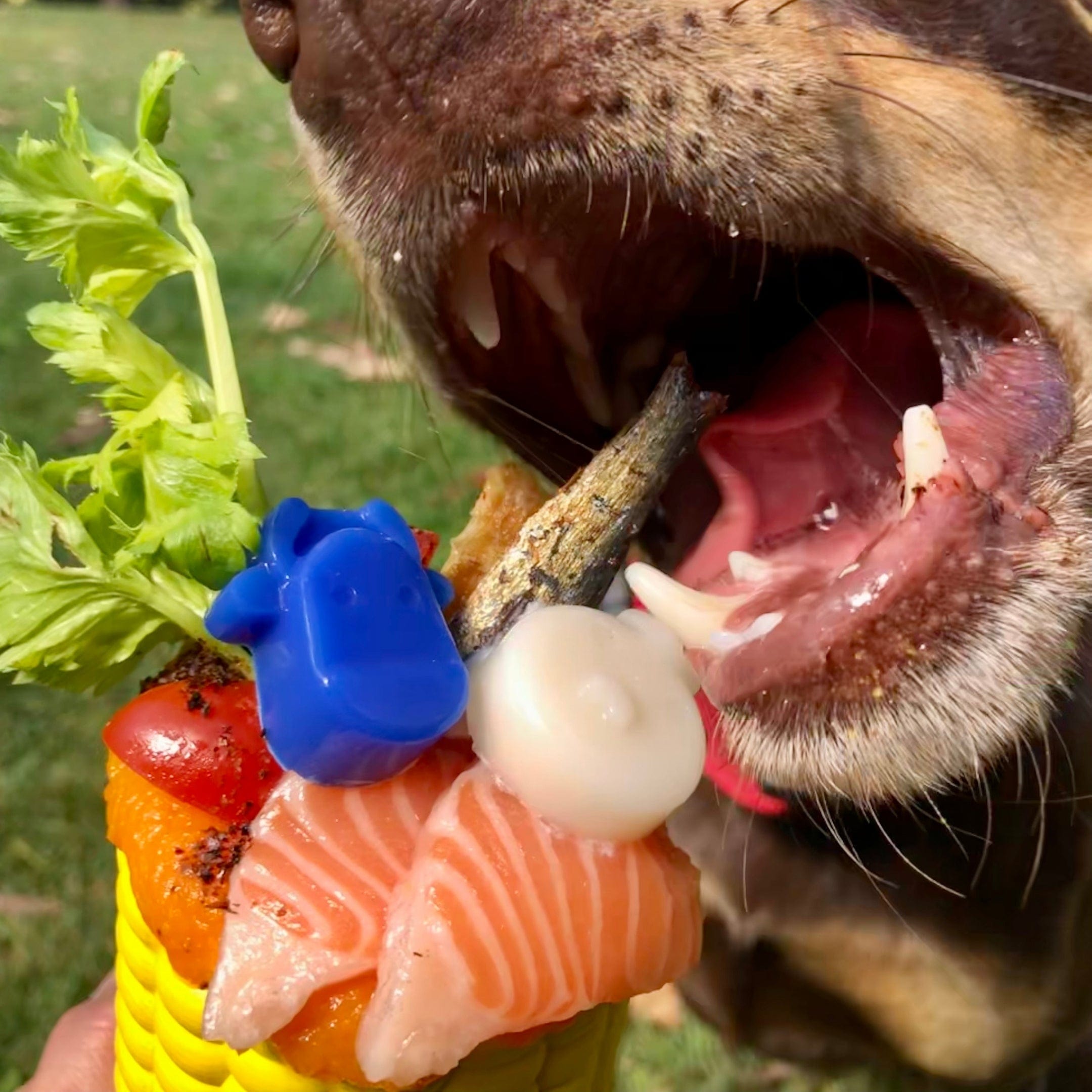 Corn On The Cob-Dog Toy-Rover Pet Products