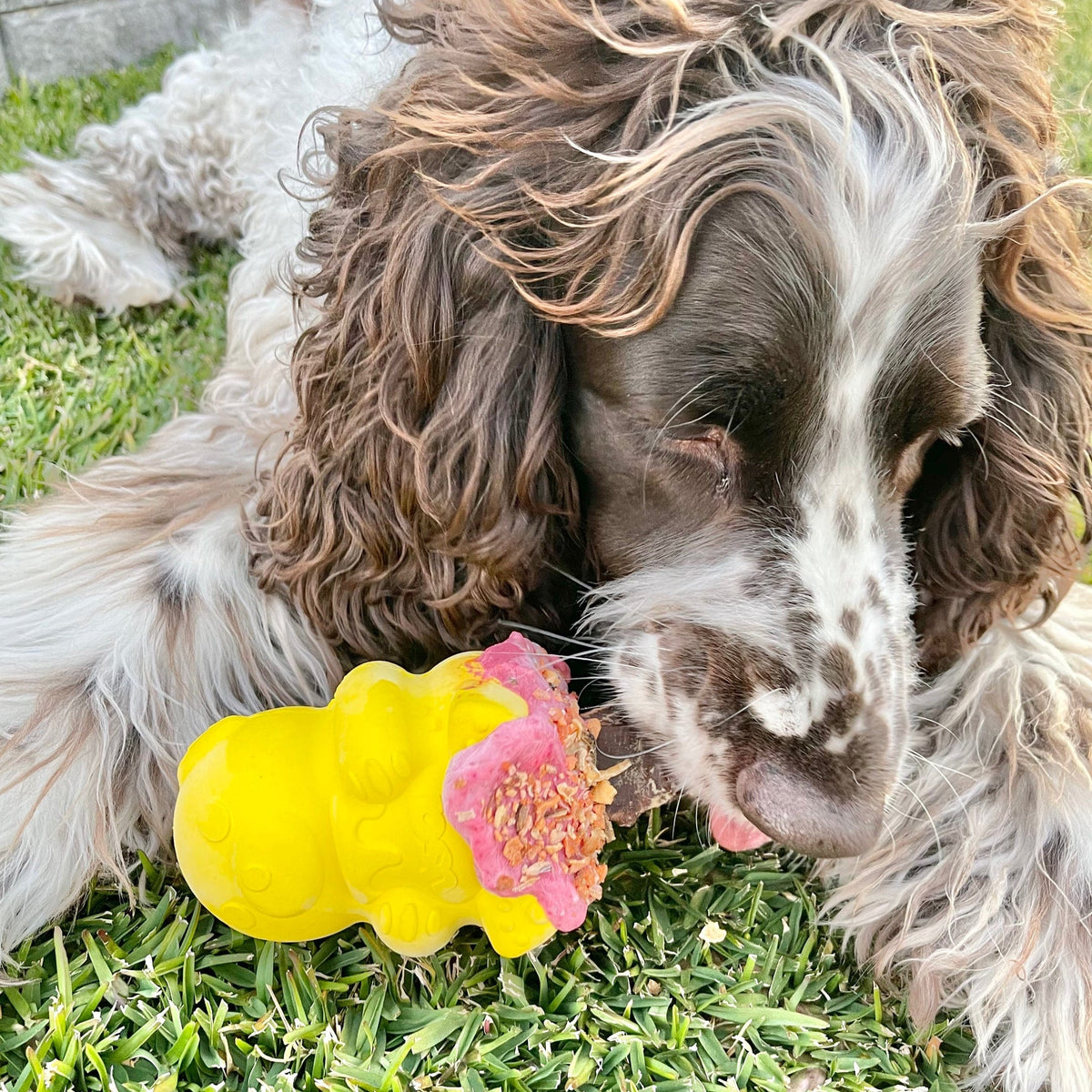 Honey Bear-Dog Toy-Rover Pet Products