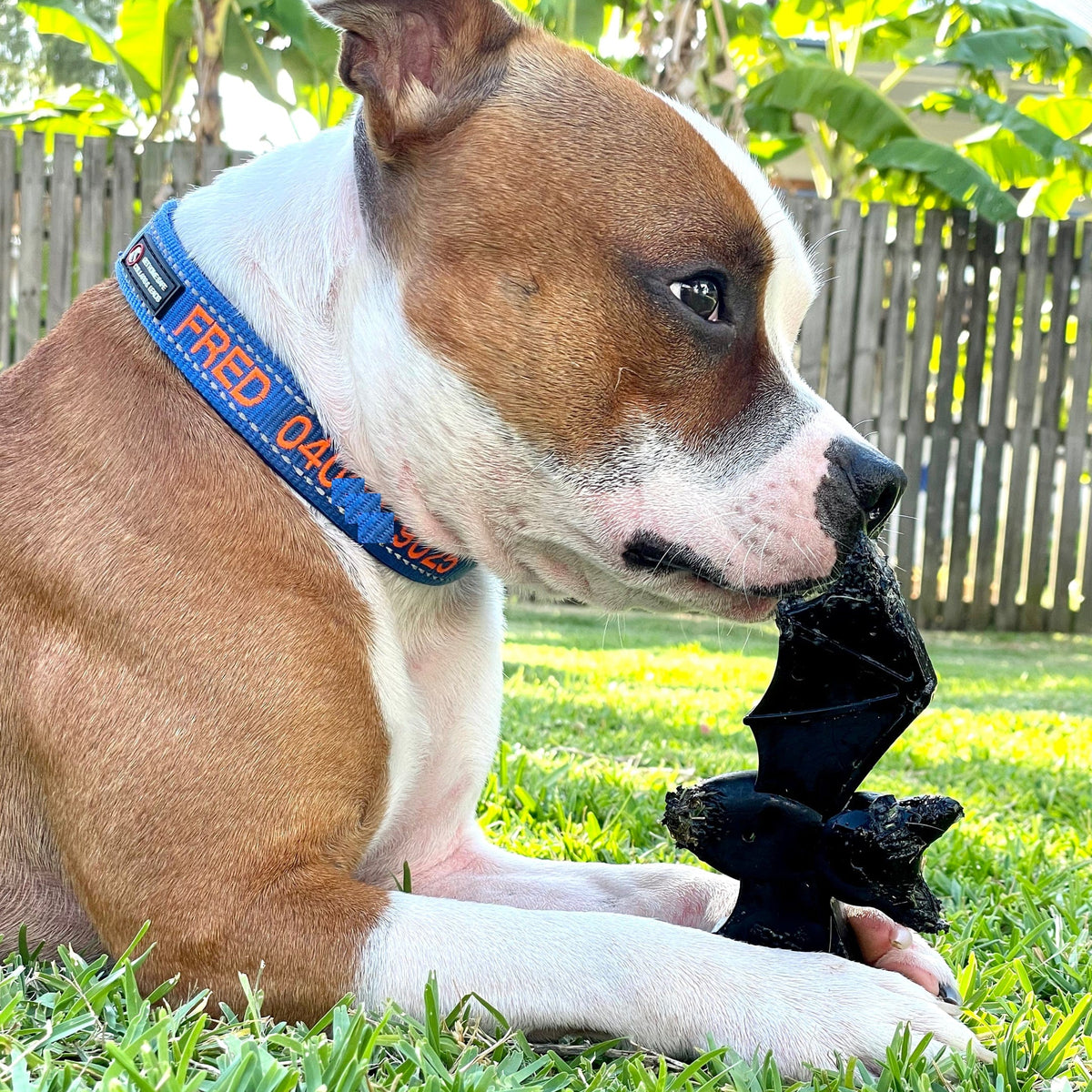 Nylon Vampire Bat-Dog Toy-Rover Pet Products