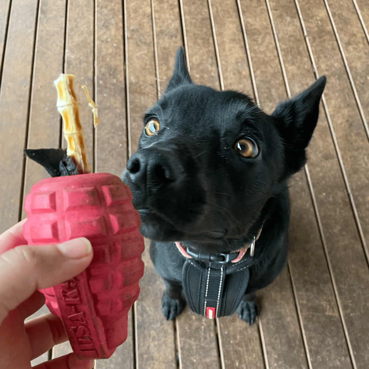 Grenade-Dog Toy-Rover Pet Products