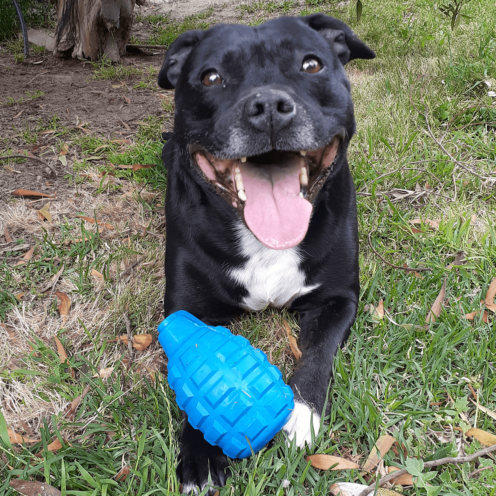 Grenade-Dog Toy-Rover Pet Products