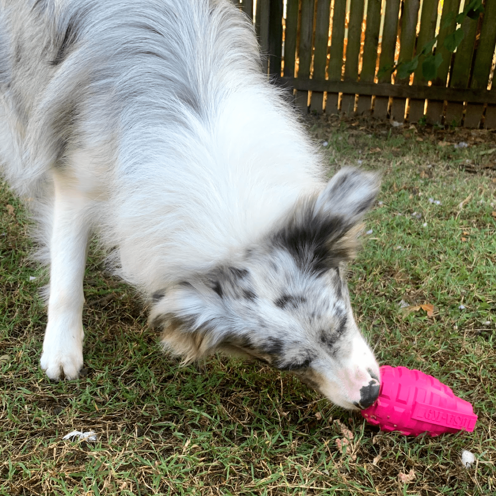 Grenade-Dog Toy-Rover Pet Products