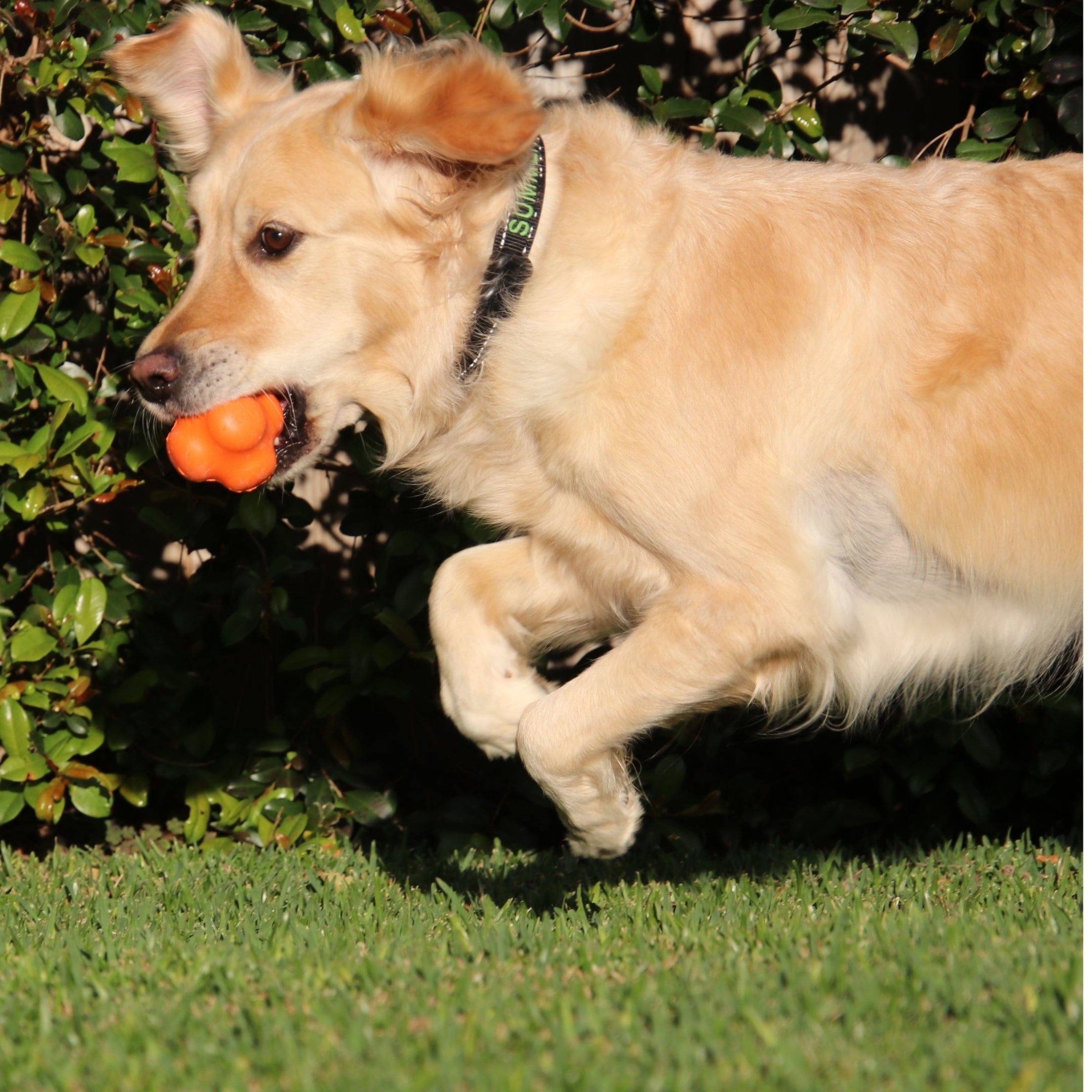 Crazy Bounce (Power Chewers)-Dog Toy-Rover Pet Products