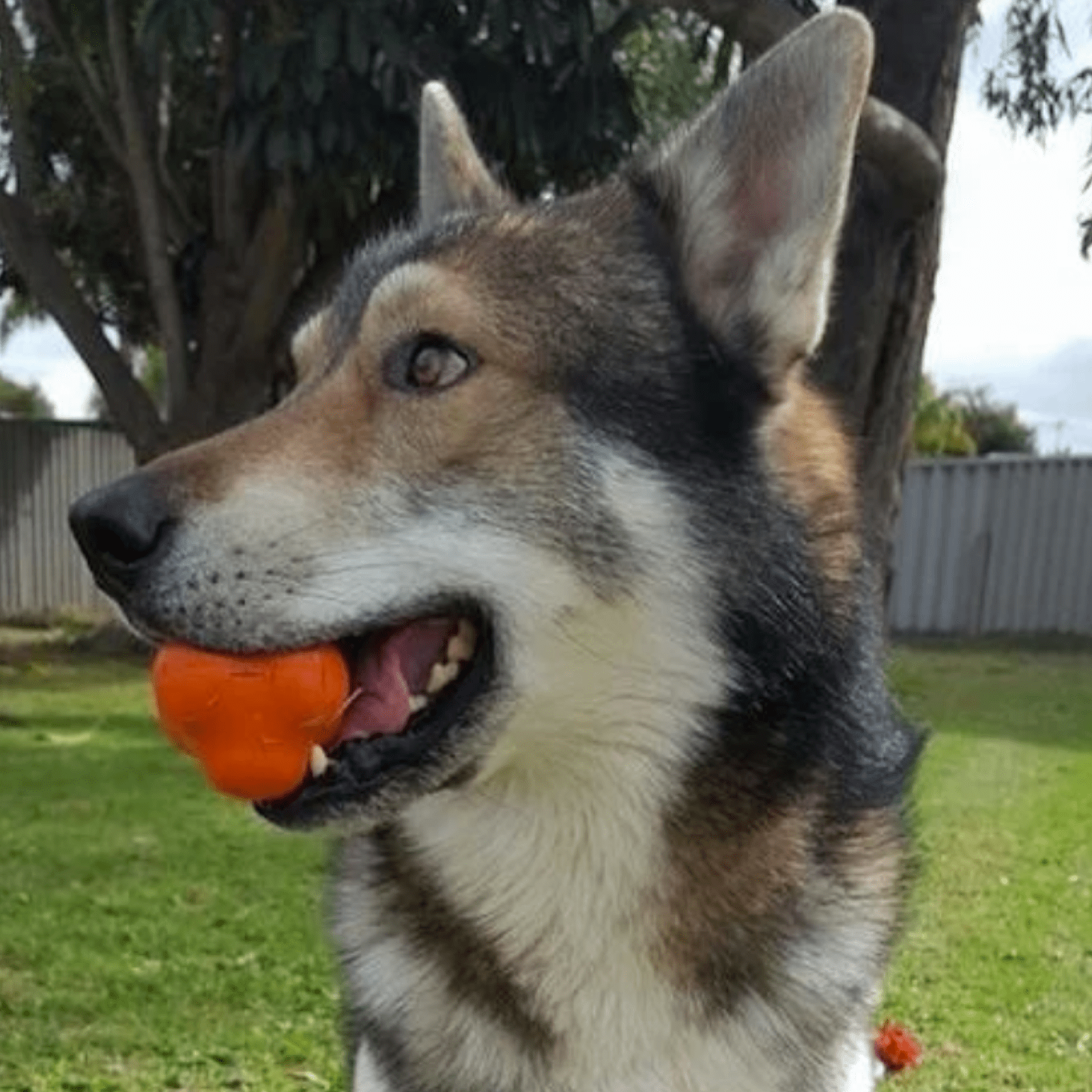 Crazy Bounce (Power Chewers)-Dog Toy-Rover Pet Products