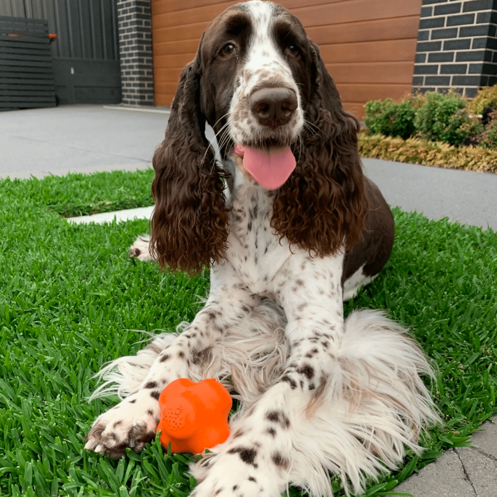 Crazy Bounce (Power Chewers)-Dog Toy-Rover Pet Products