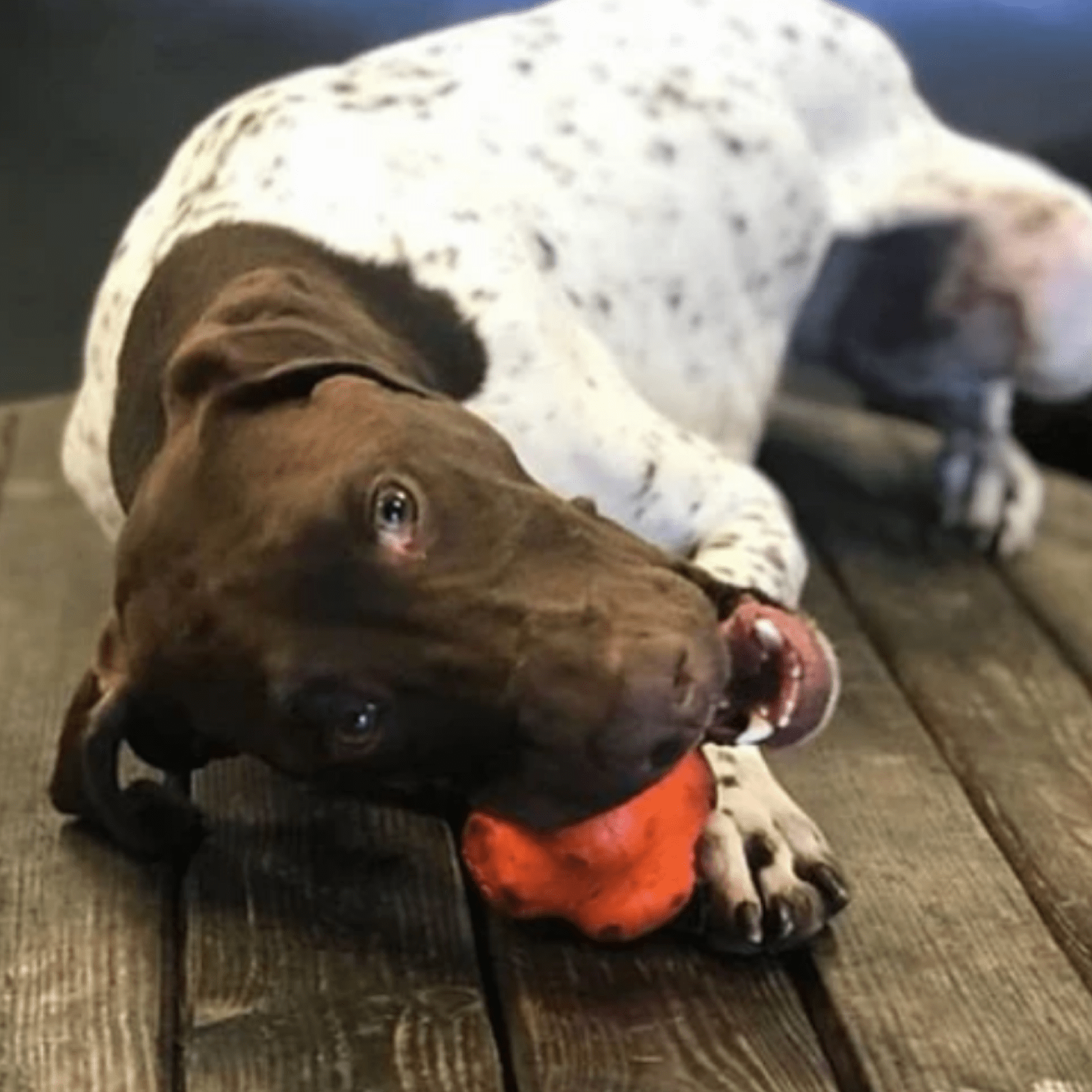 Crazy Bounce (Power Chewers)-Dog Toy-Rover Pet Products