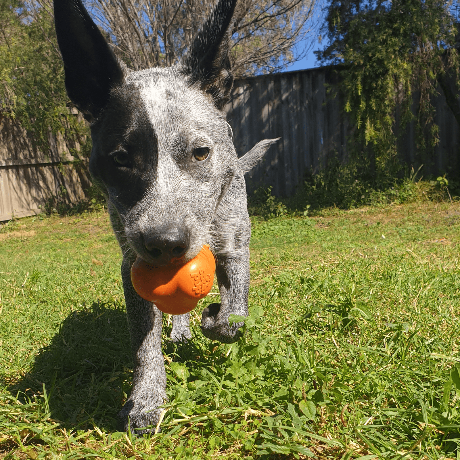 Crazy Bounce (Power Chewers)-Dog Toy-Rover Pet Products