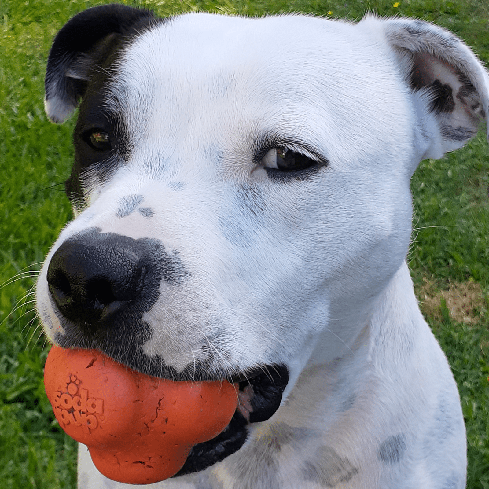 Crazy Bounce (Power Chewers)-Dog Toy-Rover Pet Products